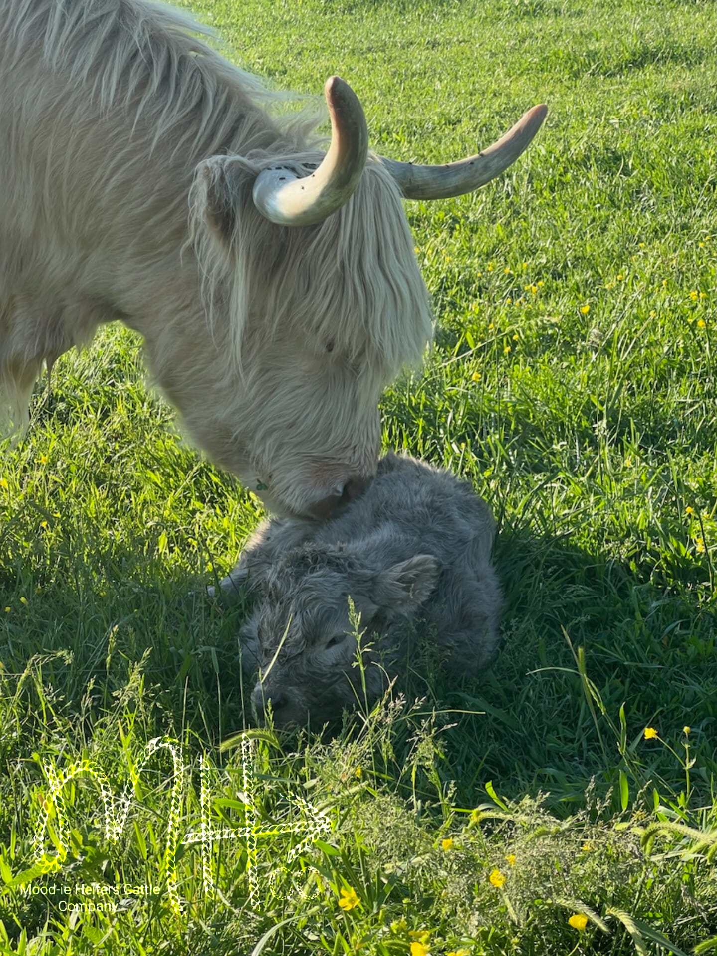 442495308_122173174808059411_7270780807397210881_n