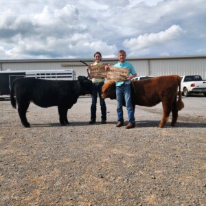 Highland Cows Cattle Show